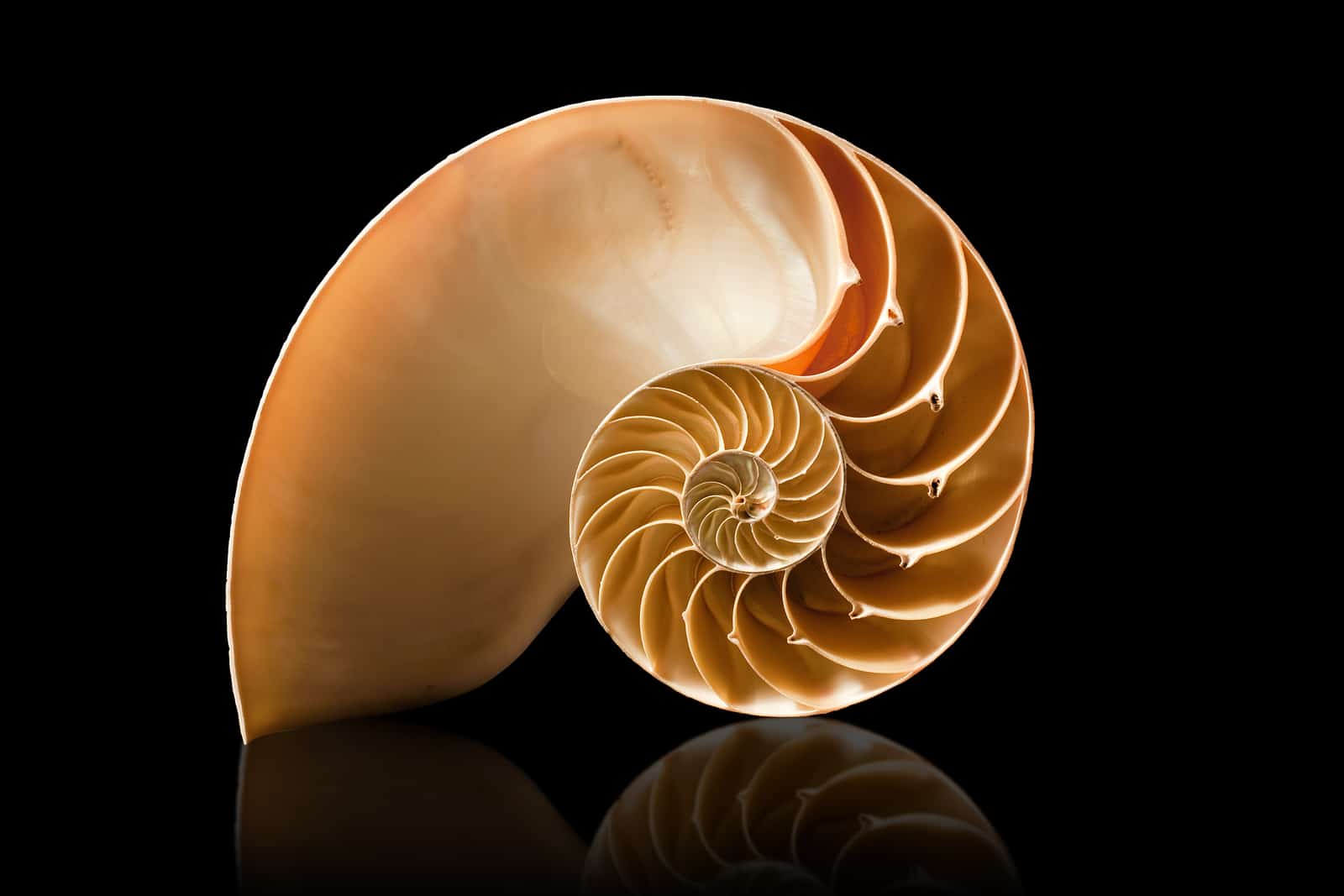 fibonacci in nature fibonacci sequence in shells